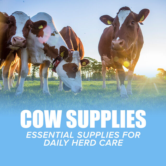 Cow Supplies: Essential Supplies for Daily Herd Care